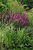 Lythrum salicaria in the border