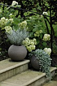 Containers and Hydrangea paniculata at Inverlesk Garden, Scotland