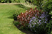 Aster and Persicaria affinis in border