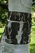 Bark of Betula utilis (Birch)