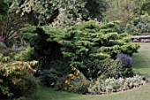 Conifer at Inverlesk Garden, Scotland