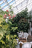 Brugmansia in greenhouse at Inverlesk Garden, Scotland