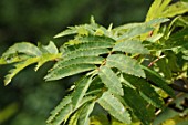 Sorbus americana (American mountain ash)