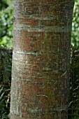 Sorbus americana (American mountain ash)