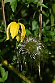 Fruit and seedhead of Clematis Golden Tiara