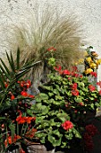 Stipa and Pelargonium in containers