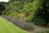 Lavandula (Lavender) border along lawn
