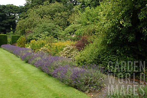 Lavandula_Lavender_border_along_lawn