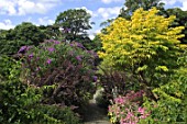 Sambucus Sutherland & Buddleja at Malleny Garden in Scotland