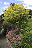 Sambucus Sutherland & Phlox at Malleny Garden in Scotland