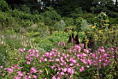 Phlox in a vegetable garden at Malleny Garden in Scotland