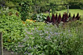 Borago officinalis in a vegetable garden at Malleny Garden in Scotland