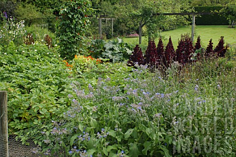 Borago_officinalis_in_a_vegetable_garden_at_Malleny_Garden_in_Scotland
