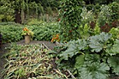 Allium cepa (Onions) in a vegetable garden at Malleny Garden in Scotland