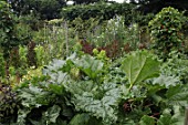 Rheum rhaponticum (Rhubarb) in a vegetable garden at Malleny Garden in Scotland