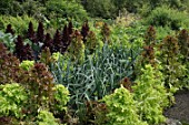 Leek and lettuce in vegetable garden of Malleny, Garden in Scotland