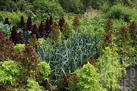 Leek_and_lettuce_in_vegetable_garden_of_Malleny_Garden_in_Scotland