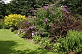 Border with Buddleja at Malleny Garden in Scotland