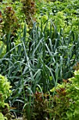 Allium porrum (Leeks) in vegetable garden