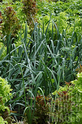 Allium_porrum_Leeks_in_vegetable_garden