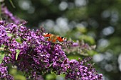 Inachis io (peacock butterfly) on Buddleja davidii flowers