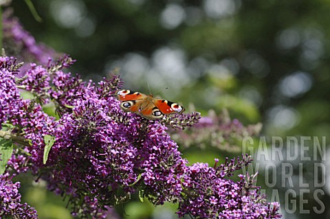 Inachis_io_peacock_butterfly_on_Buddleja_davidii_flowers