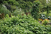 Solanum tuberosum (Potatoes) at Malleny Garden in Scotland