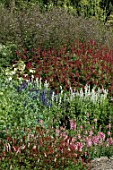 Coloured border with Persicaria affinis and Nicotiana sp.