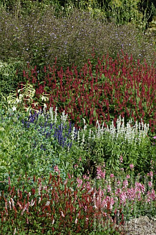 Coloured_border_with_Persicaria_affinis_and_Nicotiana_sp