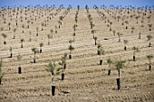 Plantation of new trees in Spain