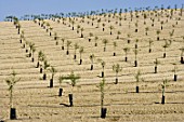 Plantation of new trees in Spain