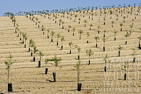 Plantation_of_new_trees_in_Spain