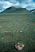 Lone flowering plant in a stone desert, Iceland