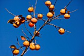 Diospyros kaki, growing persimmon in Autumn, France