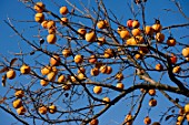 Diospyros kaki, growing persimmon in Autumn, France