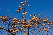 Diospyros kaki, growing persimmon in Autumn, France