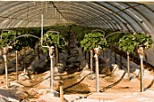 Growing Fragaria (strawberries) using hydroponics, in greenhouse