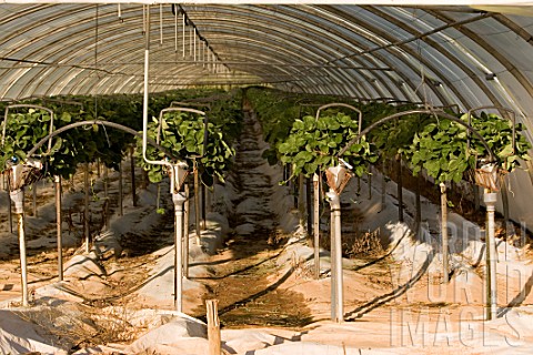 Growing_Fragaria_strawberries_using_hydroponics_in_greenhouse