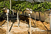 Growing Fragaria (strawberries) using hydroponics, in greenhouse