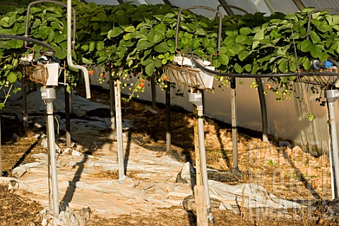 Growing_Fragaria_strawberries_using_hydroponics_in_greenhouse