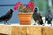 Corvus monedula (Eurasian jackdaws) posed in front of Pelargonium in container