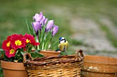 Parus caeruleus (Blue tit) on a basket with spring flowers