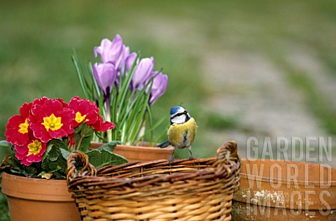 Parus_caeruleus_Blue_tit_on_a_basket_with_spring_flowers
