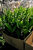 Convallaria majalis (Lily of the valley) plants in box