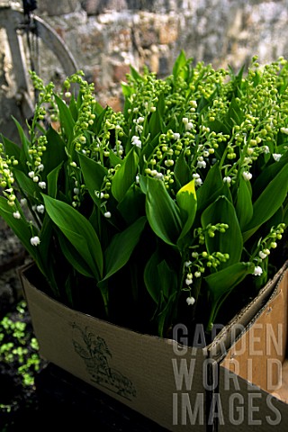 Convallaria_majalis_Lily_of_the_valley_plants_in_box