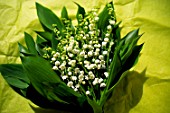 Cut bouquet of Convallaria majalis (Lily of the valley)