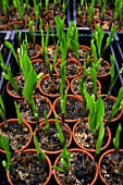 Young Convallaria majalis (Lily of the valley)