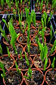 Young Convallaria majalis (Lily of the valley)