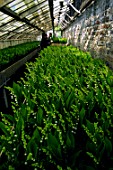 Cultivation of Convallaria majalis (Lily of the valley)