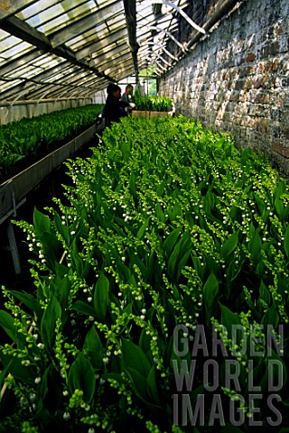 Cultivation_of_Convallaria_majalis_Lily_of_the_valley